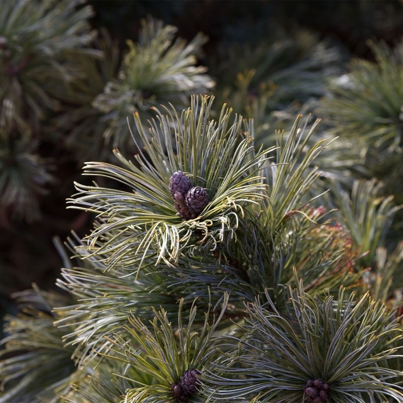 Pinus pumila Glauca (Raccolta)