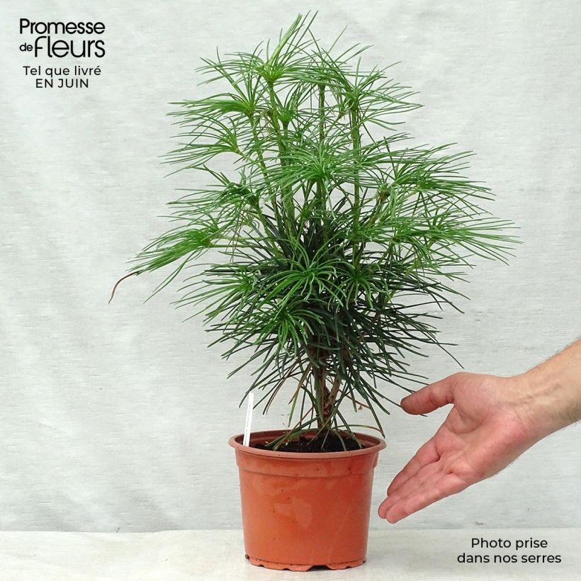 Esemplare di Sciadopitys verticillata Vaso da 2L/3L consegnato in estate