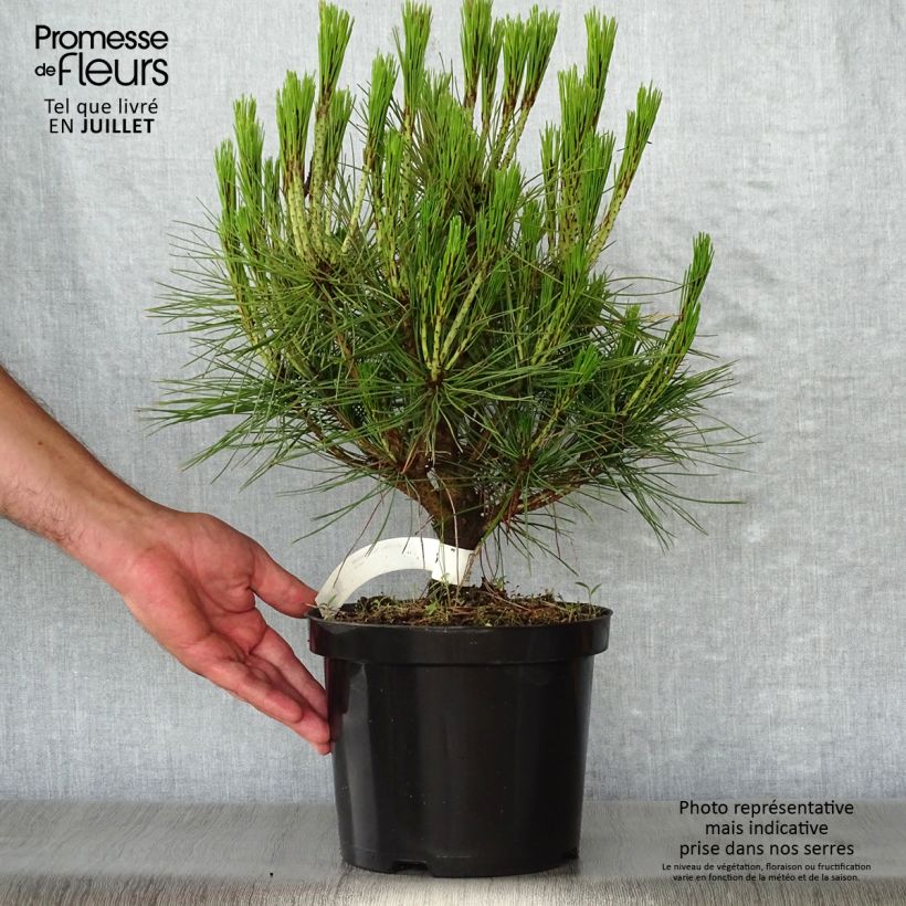 Esemplare di Pinus densiflora Alice Verkade Vaso da 4L/5L consegnato in estate