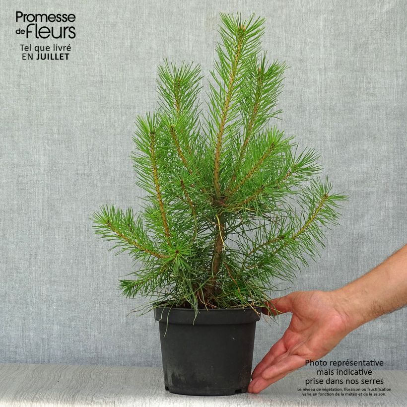 Esemplare di Pinus sylvestris - Pino silvestre Vaso da 2L/3L consegnato in estate