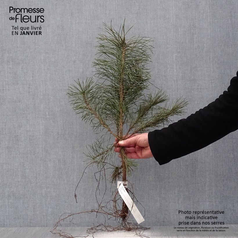 Pinus sylvestris - Pino silvestre Piante piccole a radice nuda esemplare consegnato in inverno
