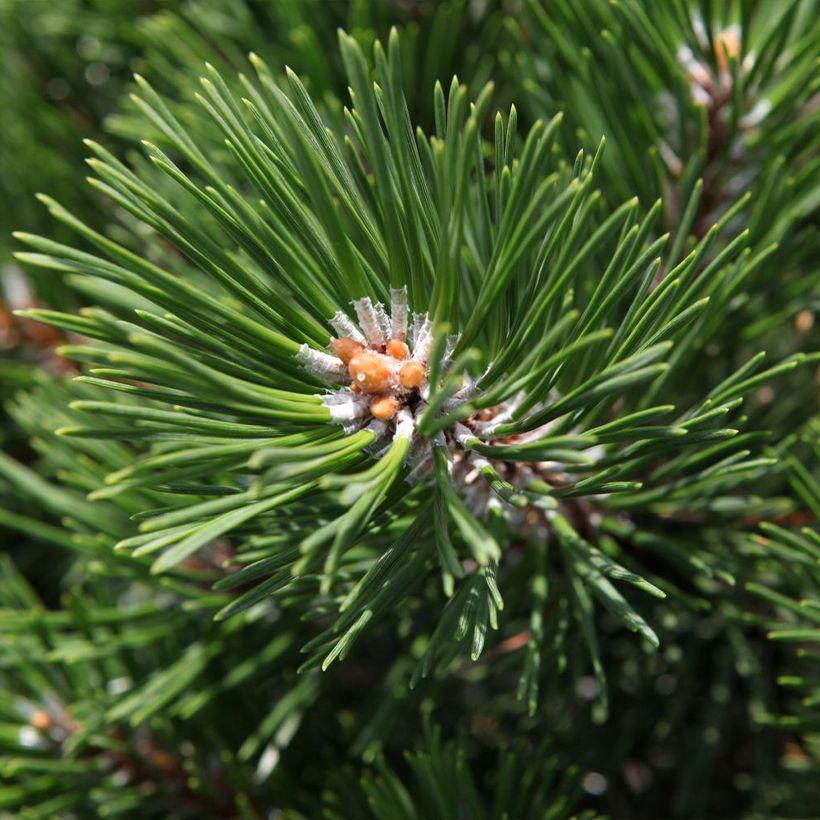 Pinus mugo Gnom (Fogliame)
