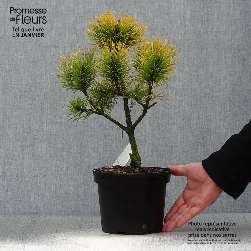 Pinus mugo Golden Glow Vaso da 3L/4L esemplare consegnato in inverno