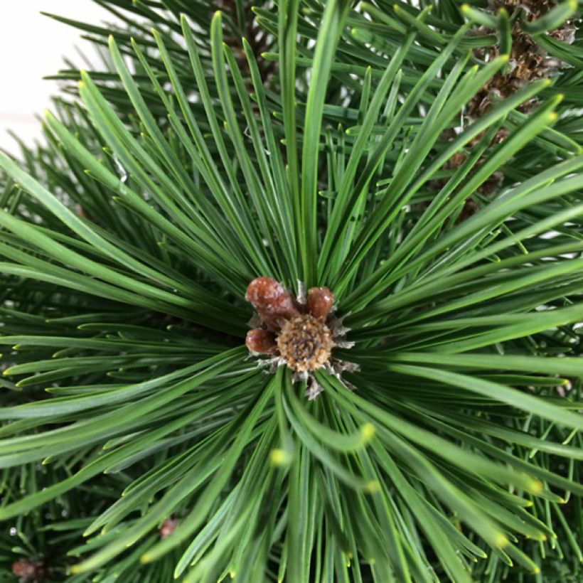 Pinus mugo Green Column (Fogliame)