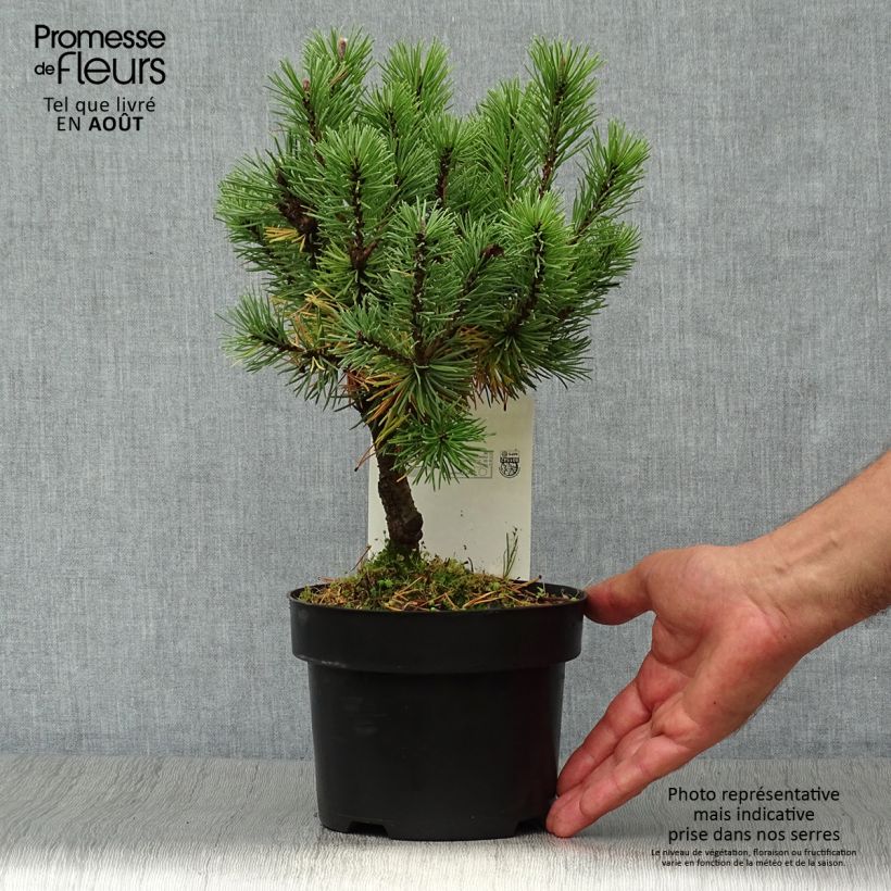 Esemplare di Pinus mugo Mops Vaso da 2L/3L consegnato in estate