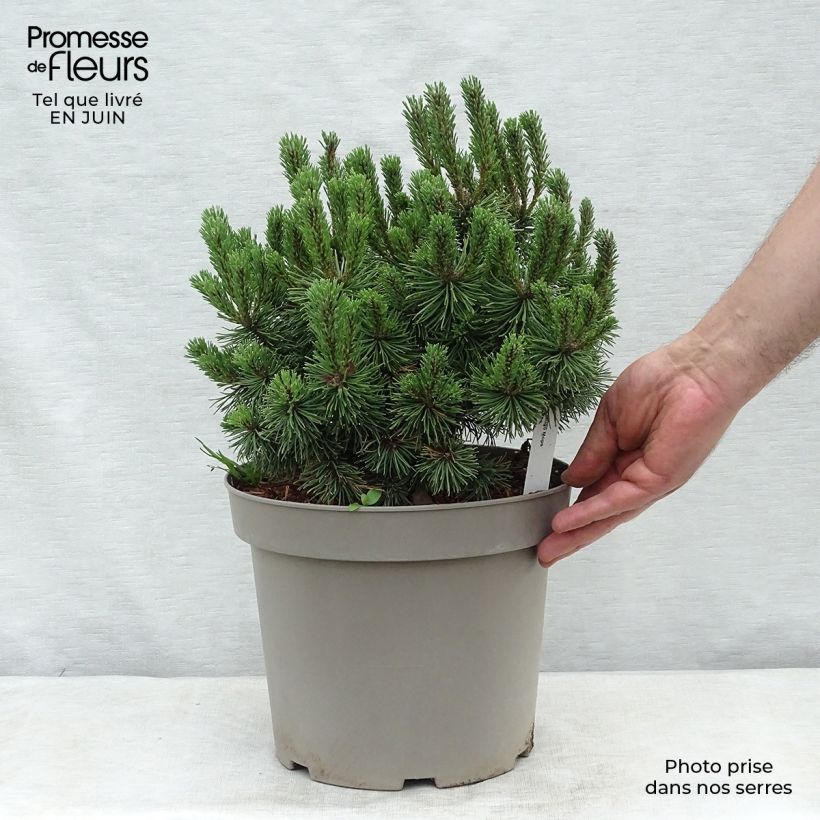 Esemplare di Pinus mugo Mops Vaso da 4L/5L consegnato in estate