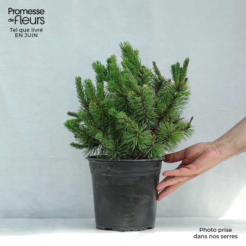 Esemplare di Pinus mugo Winter Gold Vaso da 4L/5L consegnato in estate