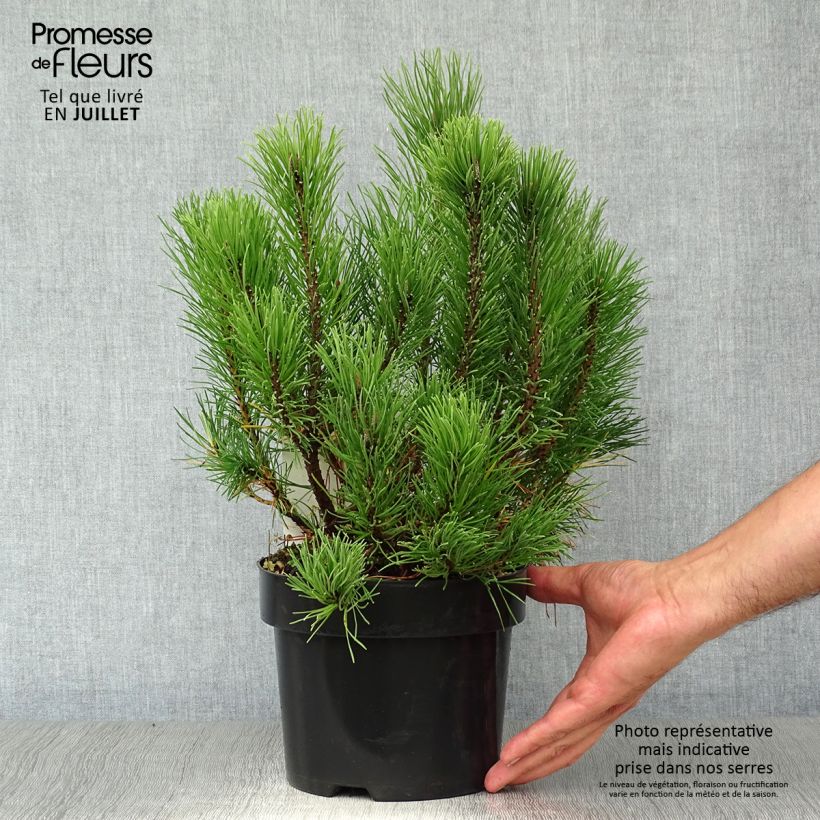 Esemplare di Pinus mugo var.pumilio Vaso da 2L/3L consegnato in estate