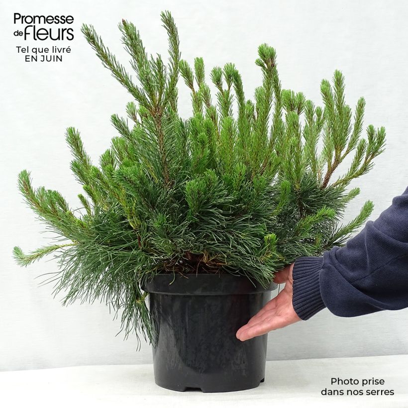 Esemplare di Pinus mugo var.pumilio Vaso da 7,5L/10L consegnato in estate
