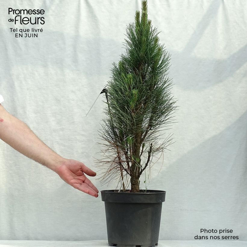 Esemplare di Pinus nigra Green Tower Vaso da 7,5L/10L consegnato in estate