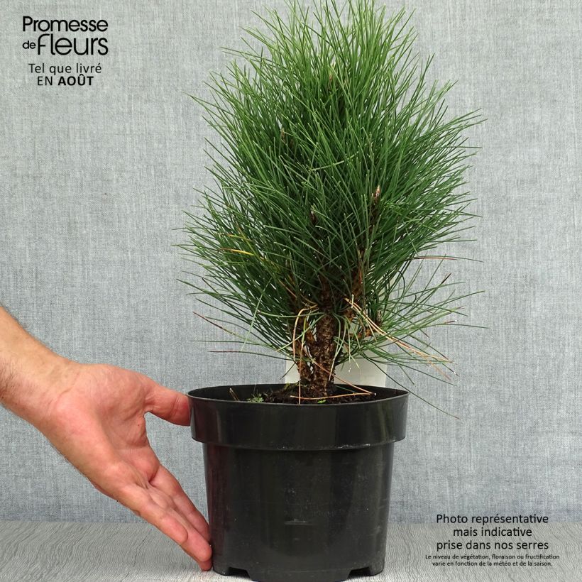 Esemplare di Pinus nigra Green Tower Vaso da 2L/3L consegnato in estate