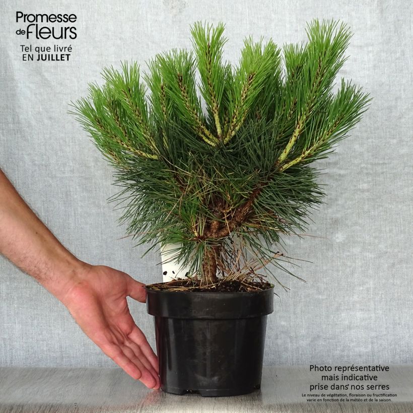 Esemplare di Pinus nigra Brégeon Vaso da 2L/3L consegnato in estate