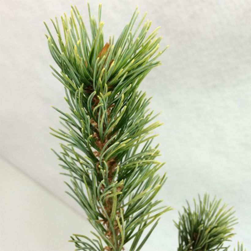 Pinus parviflora Ogon Goye (Fogliame)