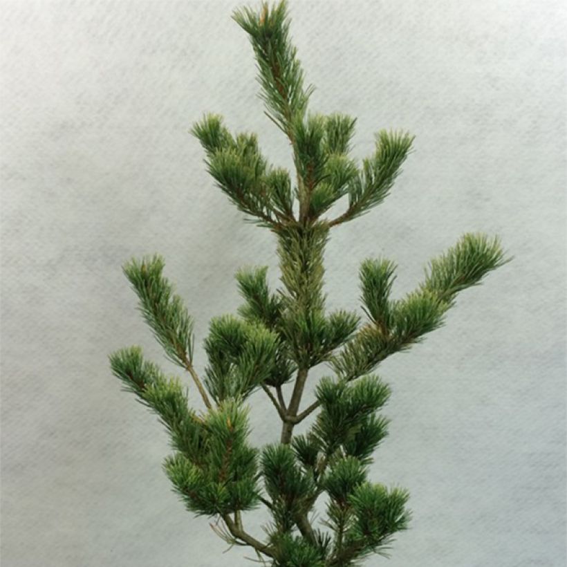 Pinus parviflora Ogon Goye (Porto)