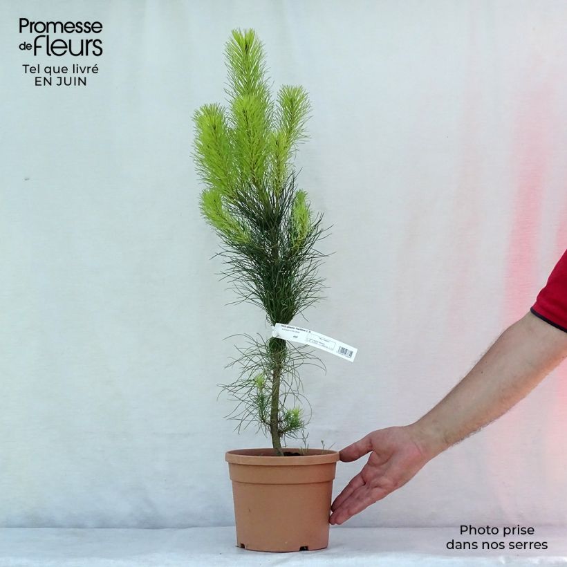 Esemplare di Pinus pinaster - Pino marittimo Vaso da 2L/3L consegnato in estate