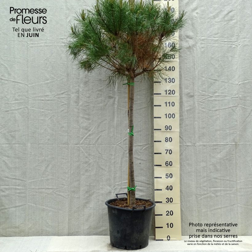 Pinus pinea - Pino domestico Vaso da 50L/55L esemplare consegnato in primavera