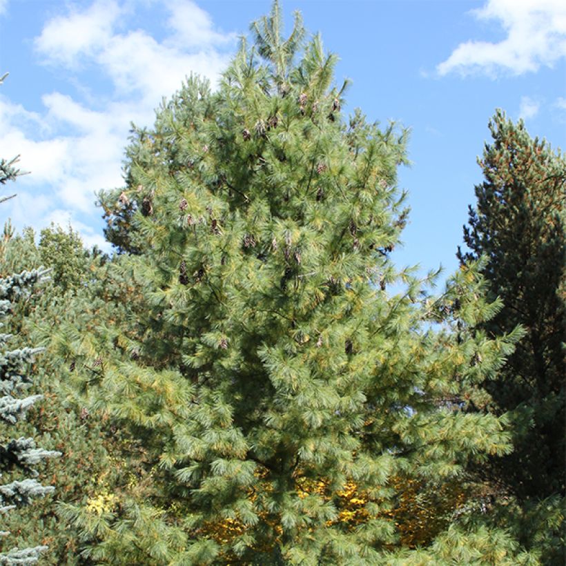 Pinus schwerinii (Porto)