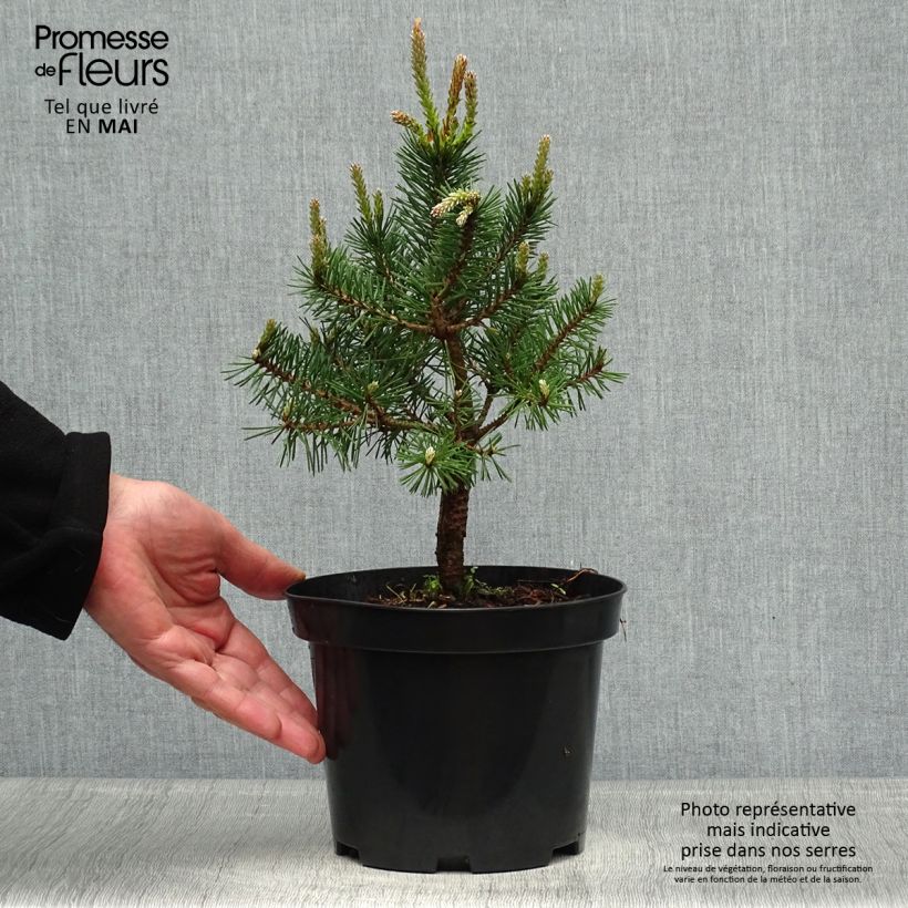 Pinus sylvestris Sandringham - Pino silvestre Vaso da 2L/3L esemplare consegnato in primavera