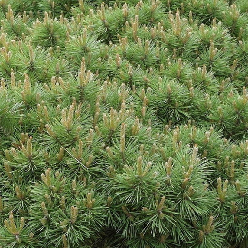 Pinus sylvestris Sandringham - Pino silvestre (Fogliame)