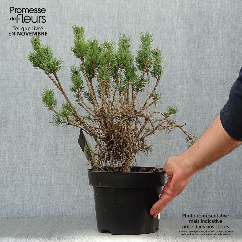Esemplare di Pinus sylvestris Watereri - Pino silvestre Vaso da 2L/3L come consegnato in autunno