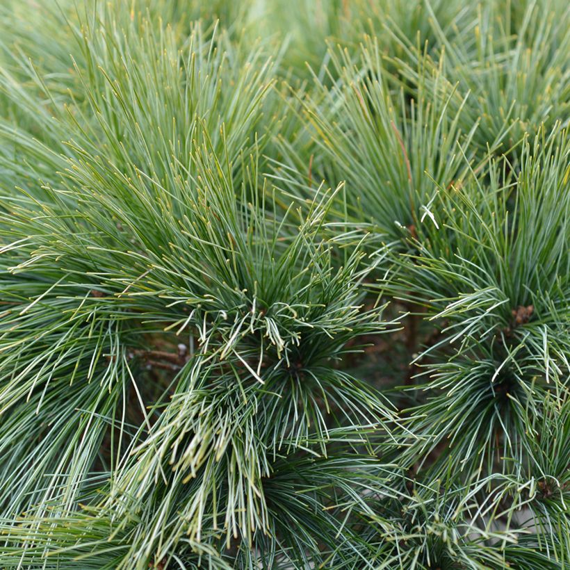 Pinus strobus Radiata - Pino strobo (Fogliame)