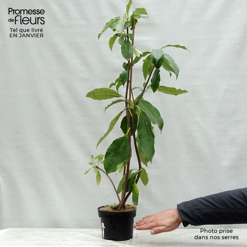 Pittosporum daphniphylloides Vaso da 2L/3L esemplare consegnato in inverno