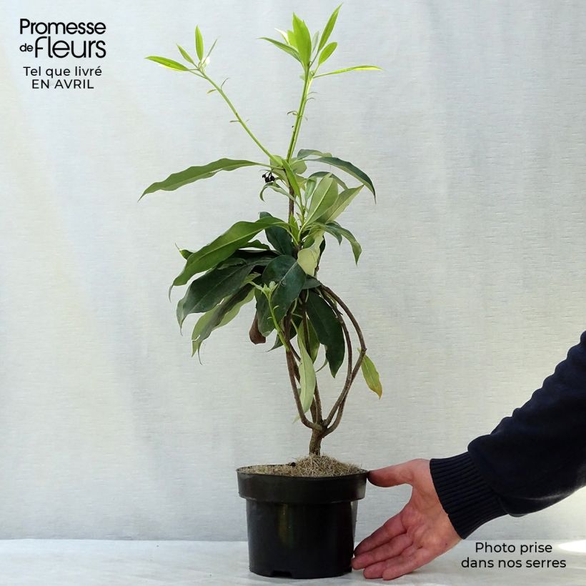 Pittosporum daphniphylloides Pot de 2L/3L esemplare consegnato in primavera