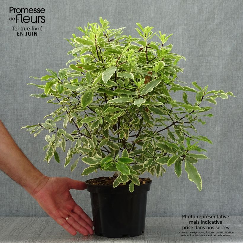 Esemplare di Pittosporum eugenoides Variegatum Vaso da 3L/4L consegnato in estate