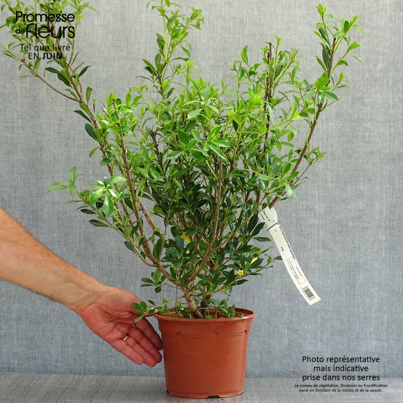 Esemplare di Pittosporum heterophyllum Vaso da 2L/3L consegnato in estate