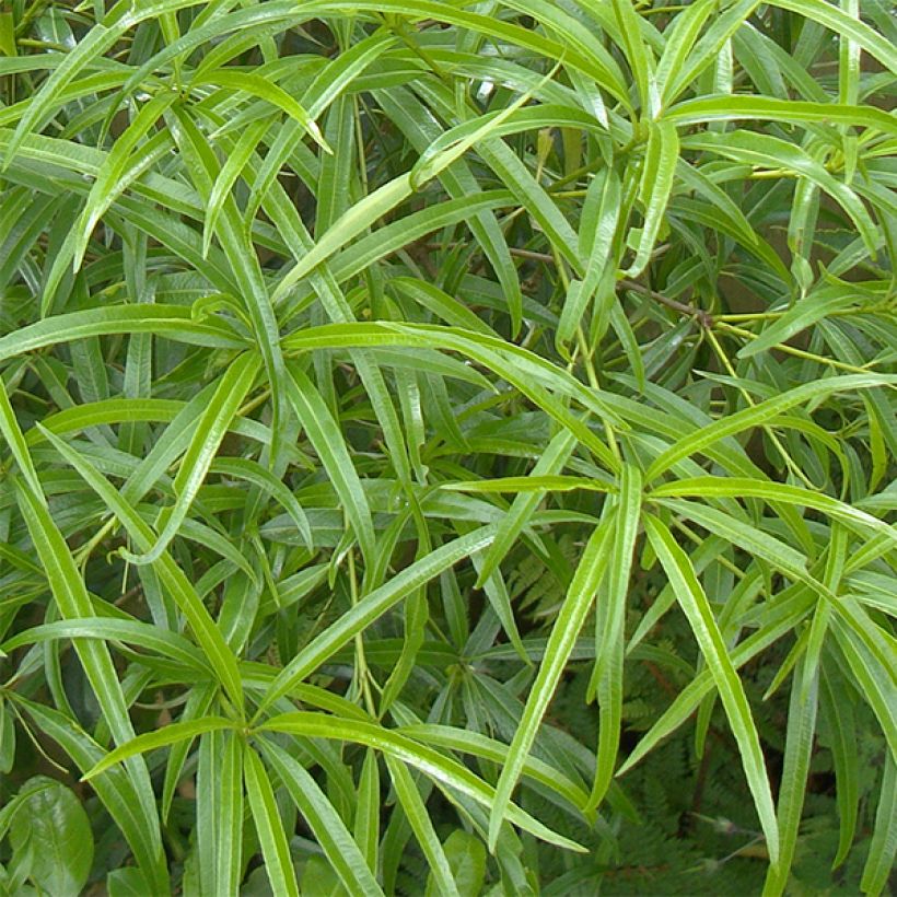 Pittosporum illicioides var. angustifolia (Fogliame)
