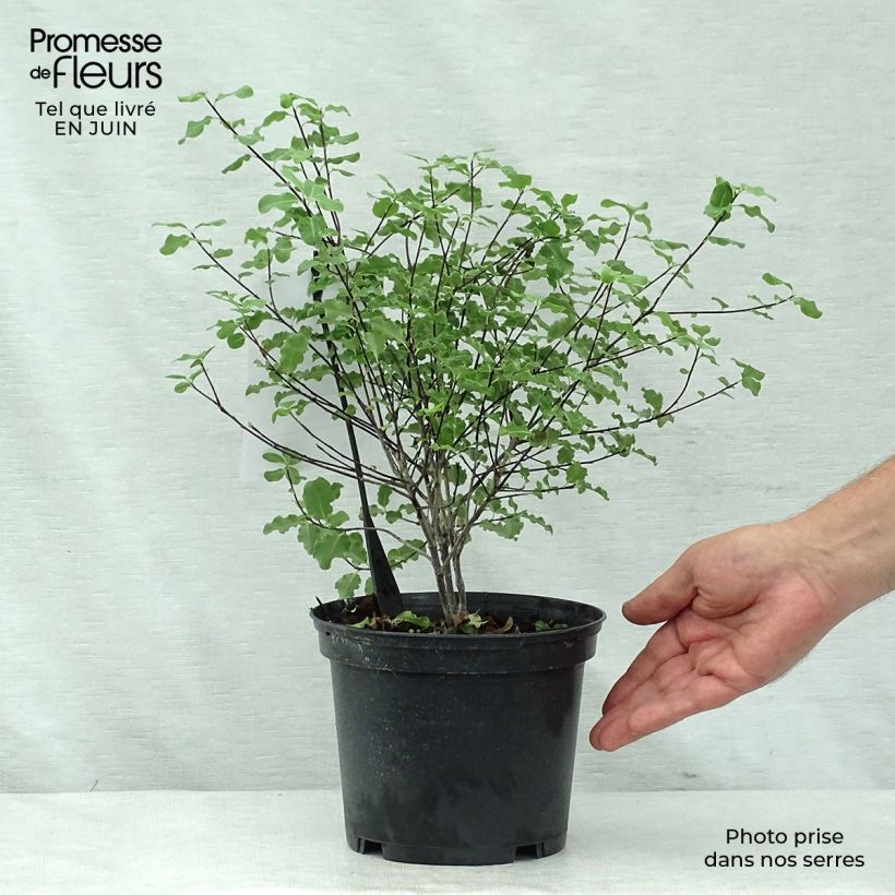 Esemplare di Pittosporum tenuifolium Abbotsbury Gold Vaso da 2L/3L consegnato in estate