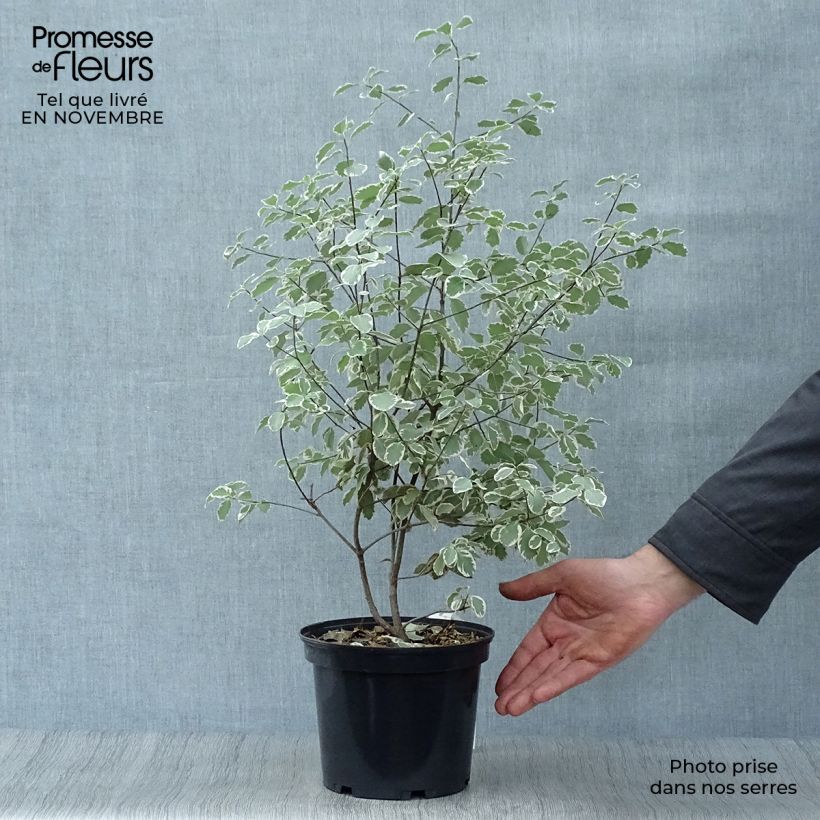 Esemplare di Pittosporum tenuifolium Elisabeth Vaso da 2L/3L come consegnato in autunno