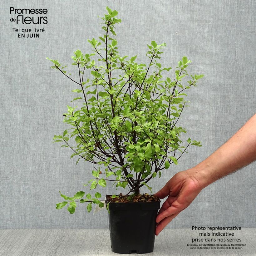Esemplare di Pittosporum tenuifolium Emerald Dome Vaso da 2L/3L consegnato in estate