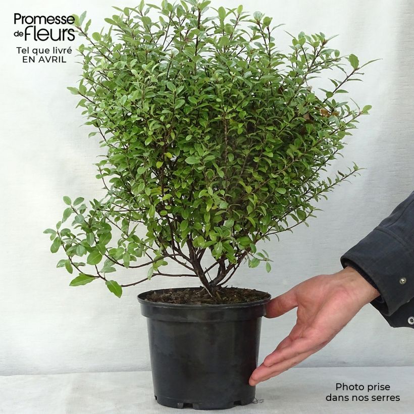 Pittosporum tenuifolium Golf ball - Pittosporum à petites feuilles Pot de 2L/3L esemplare consegnato in primavera