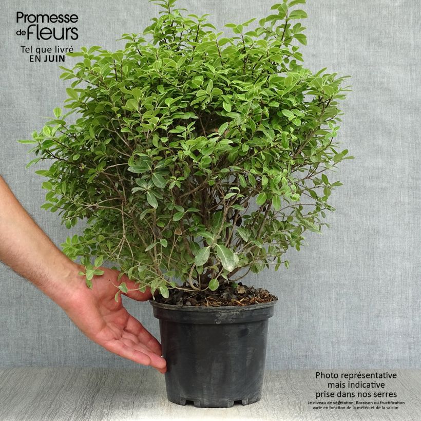 Esemplare di Pittosporum tenuifolium Golf ball Vaso da 2L/3L consegnato in estate