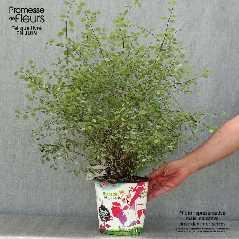 Esemplare di Pittosporum tenuifolium Green elf Vaso da 4L/5L consegnato in estate