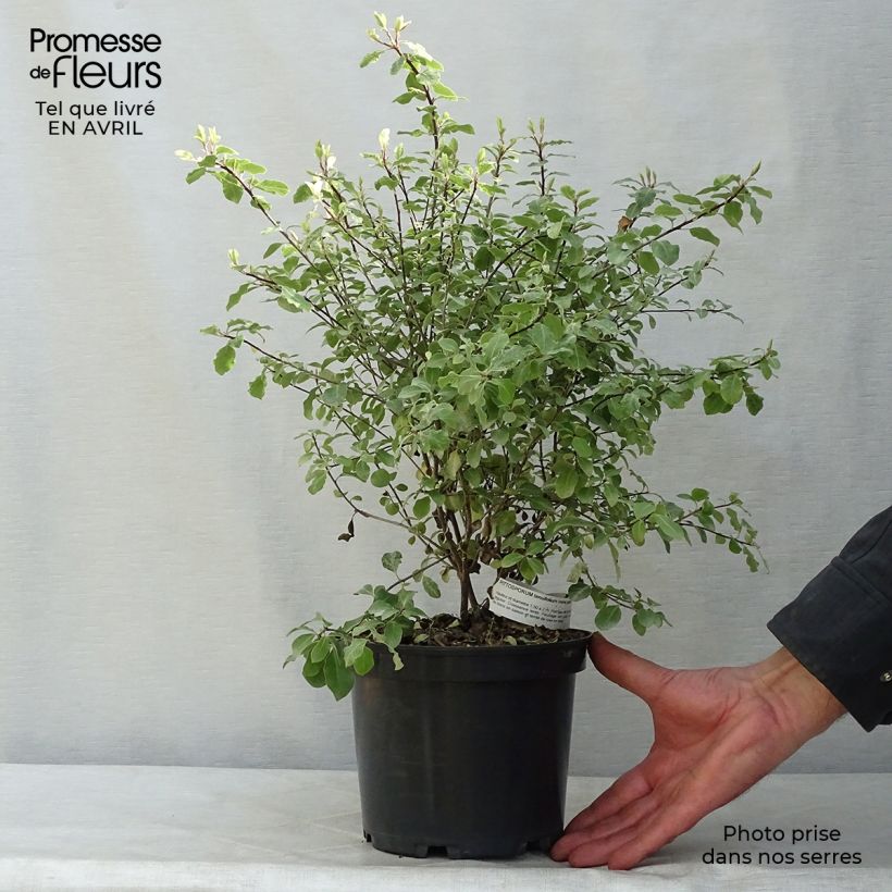 Pittosporum tenuifolium Irene Patterson Pot de 2L/3L esemplare consegnato in primavera