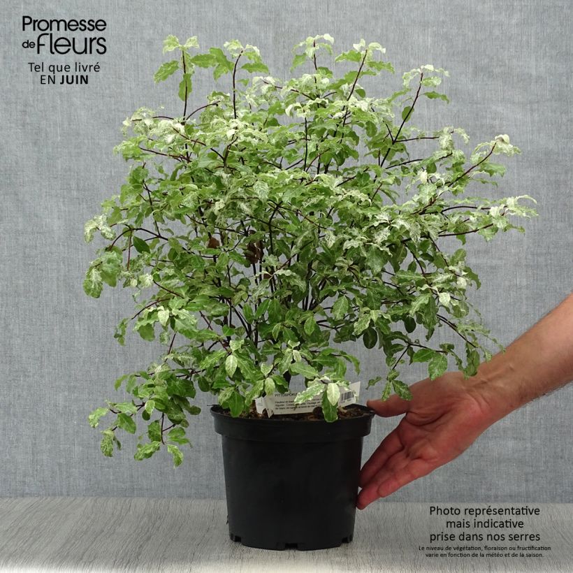 Esemplare di Pittosporum tenuifolium Irene Patterson Vaso da 2L/3L consegnato in estate