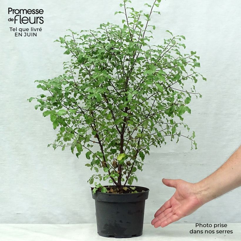Esemplare di Pittosporum tenuifolium - Pitosforo Vaso da 2L/3L consegnato in estate