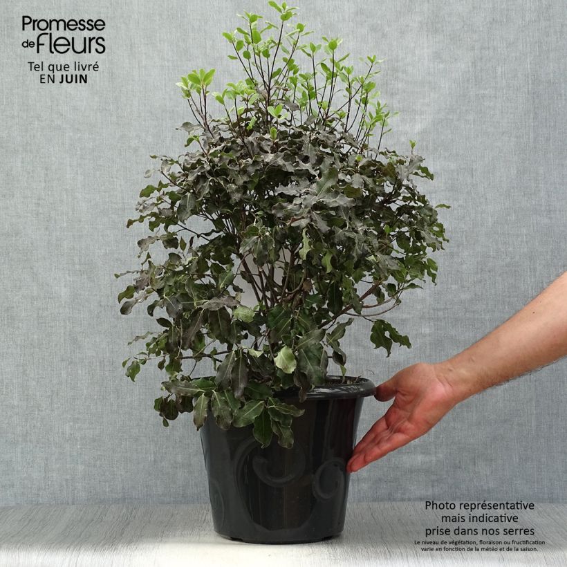 Esemplare di Pittosporum tenuifolium Purpureum Vaso da 7,5L/10L consegnato in estate