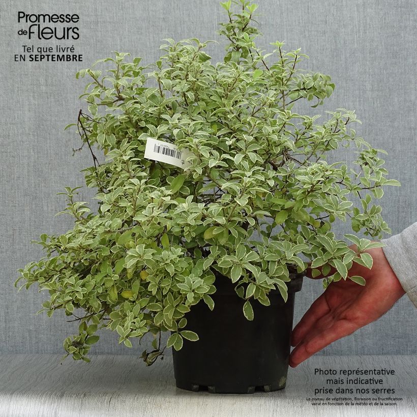 Esemplare di Pittosporum tenuifolium Silver Ball Vaso da 2L/3L come consegnato in autunno