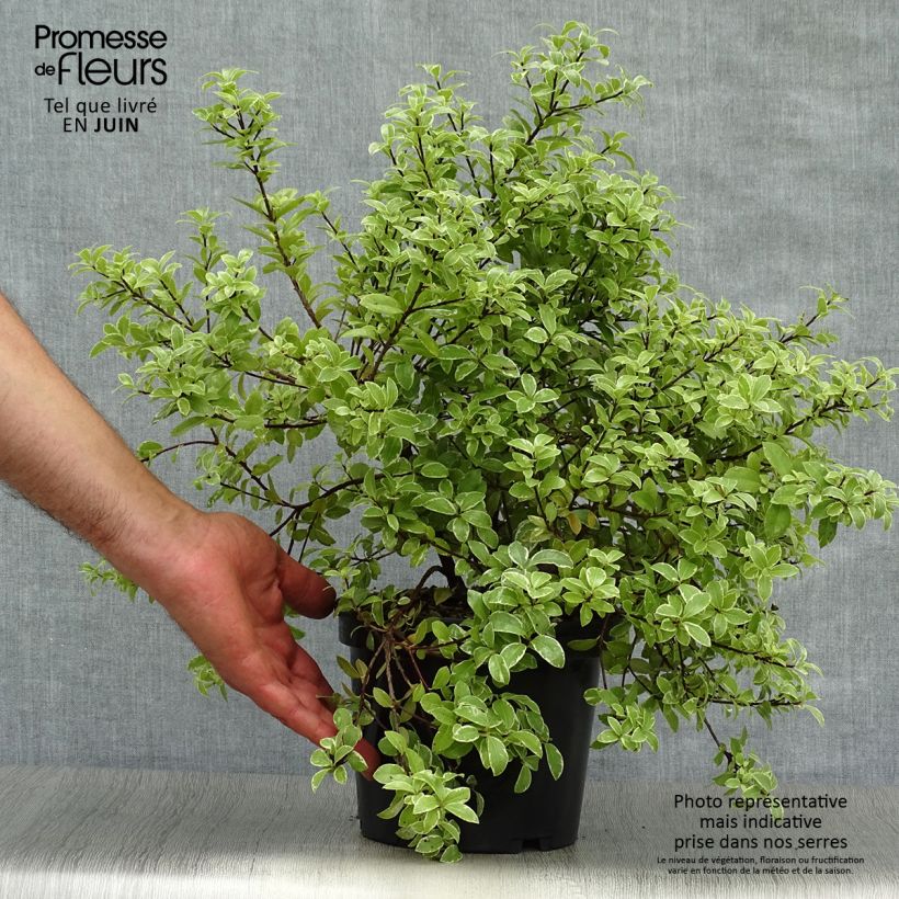 Esemplare di Pittosporum tenuifolium Silver Ball Vaso da 2L/3L consegnato in estate