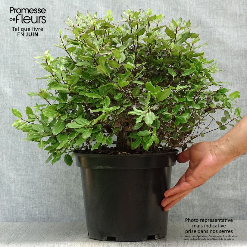 Esemplare di Pittosporum tenuifolium Tom Thumb Vaso da 6L/7L consegnato in estate