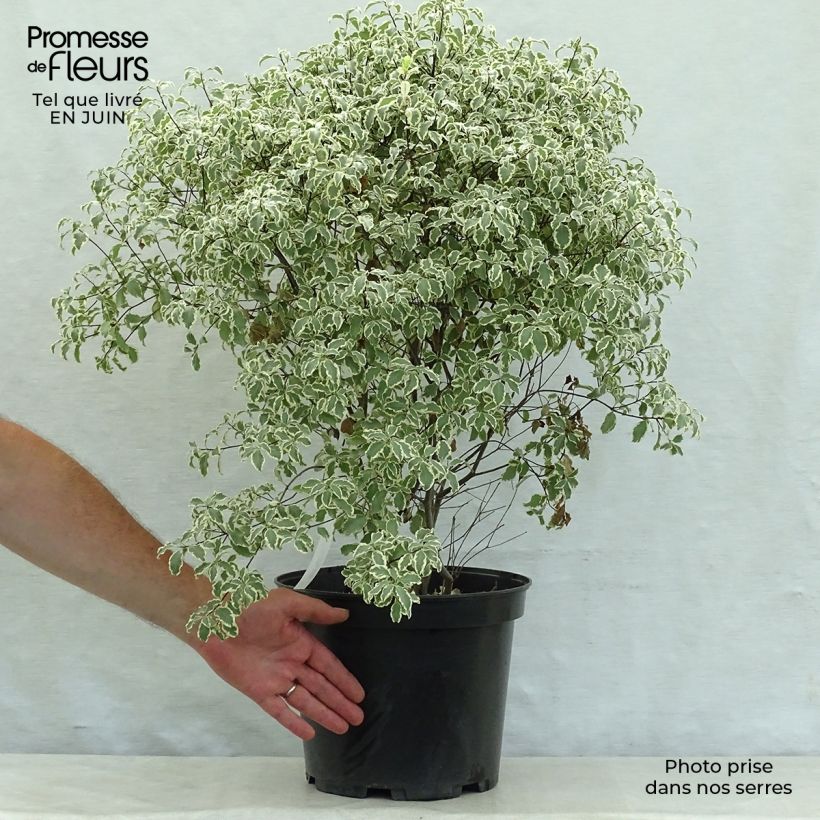 Esemplare di Pittosporum tenuifolium Variegatum Vaso da 7,5L/10L consegnato in estate
