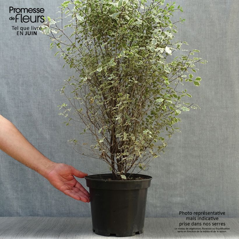 Esemplare di Pittosporum tenuifolium Victoria Vaso da 4L/5L consegnato in estate