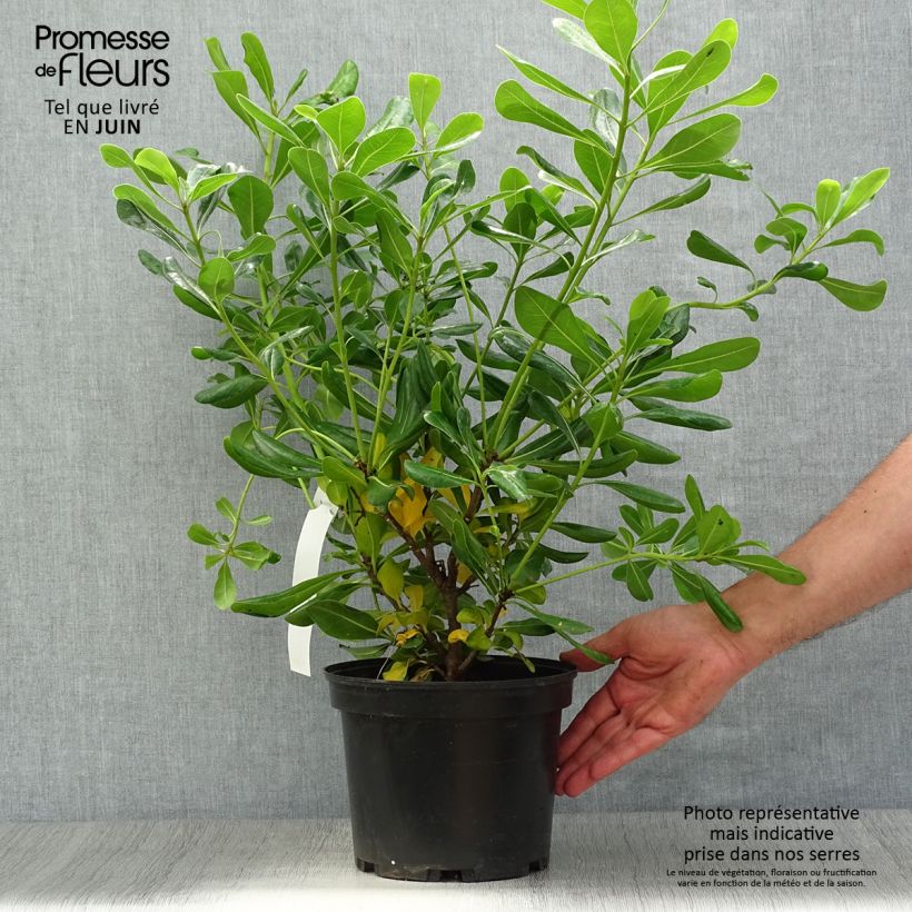 Esemplare di Pittosporum tobira - Pitosforo Vaso da 2L/3L consegnato in estate