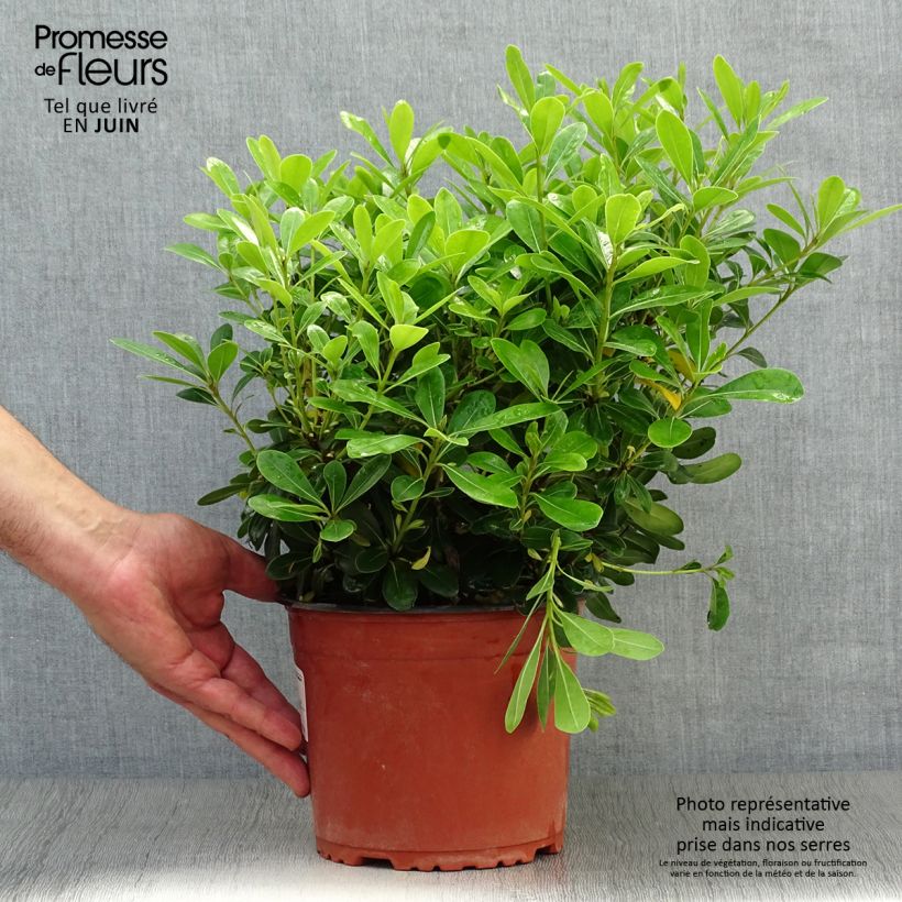 Esemplare di Pittosporum tobira Nanum Vaso da 2L/3L consegnato in estate