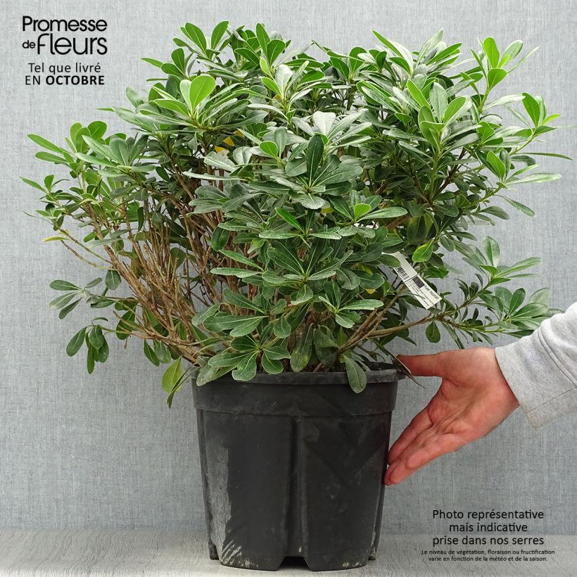 Esemplare di Pittosporum tobira Nanum Vaso da 7,5L/10L come consegnato in autunno