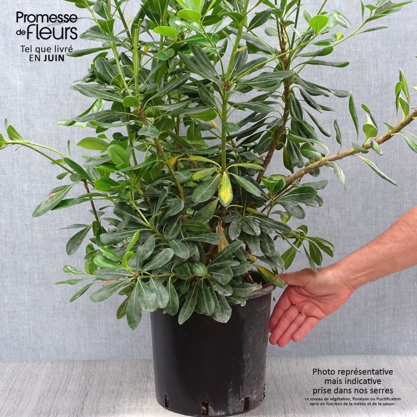 Esemplare di Pittosporum tobira - Pitosforo Vaso da 7,5L/10L consegnato in estate