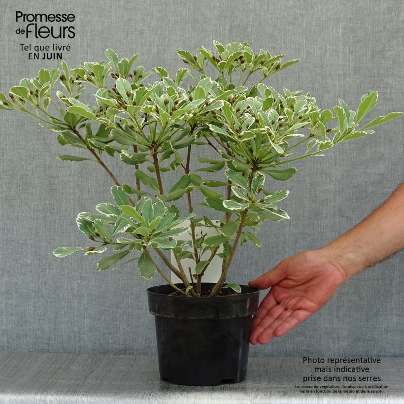 Esemplare di Pittosporum tobira Variegatum Vaso da 2L/3L consegnato in estate